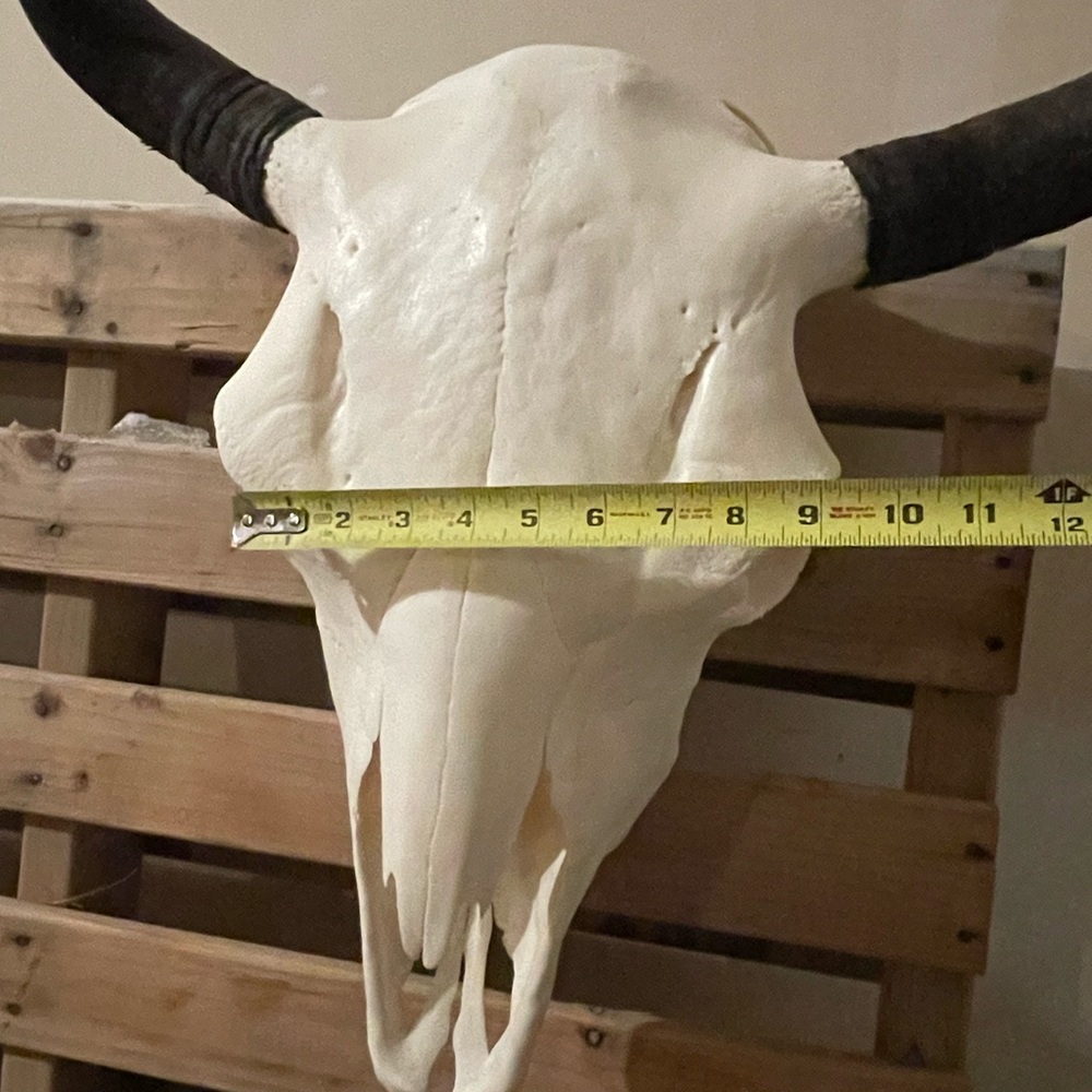 ✨💀 Buffalo skull euro mount - Picture 5 of 8